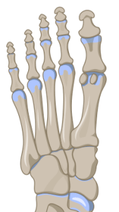 A diagram of the bones in the foot