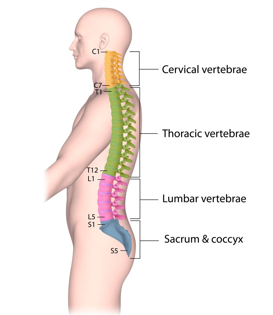 Spine anatomy - cervical vertebrae in the neck, thoracic vertebrae in the upper trunk, lumbar vertebrae in the lower back and sacrum and coccyx around the posterier
