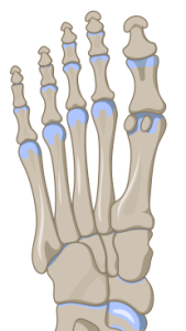 Diagram o'r esgyrn yn y traed