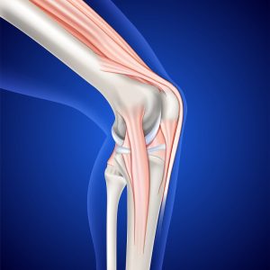 Musculoskeletal illustration of leg and knee