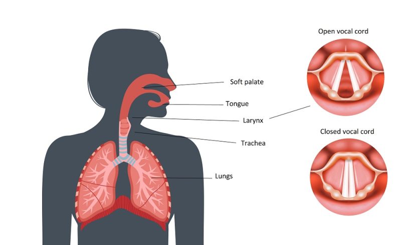 Human respiratory system showing open and closed vocal cords in the neck's larynx