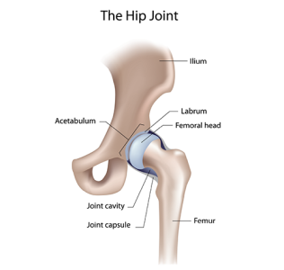 Diagram of the hip joint with labelling of different bones and joints / Diagram o gymal y glun gyda’r esgyrn a’r cymalau gwahanol wedi’u labelu.