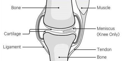 Diagram of the knee with ligament, tendon, bone, muscle and cartilage labelled